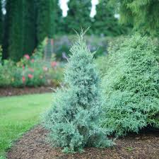Image result for Juniperus