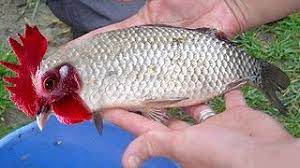 Wanene duniani scxx / trending news wanene duniani. Huyu Ndiye Samaki Wa Ajabu Kuwahi Kutokea Duniani Cute766