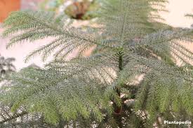 Department of agriculture plant hardiness zones 10 and 11, enjoys. Norfolk Island Pine Plant Care How To Grow Araucaria Heterophylla Plantopedia