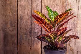 All red plant pots can be shipped to you at home. Red Indoor Plants Types Houseplant Ideas Designing Idea