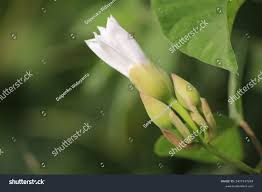 Image result for Turbina longiflora