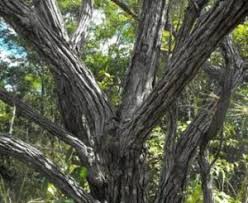 Image result for Vitex payos