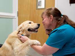 Happy pets veterinary hospital is asking the community for your help. Vet In Huntersville Nc Huntersville Animal Hospital