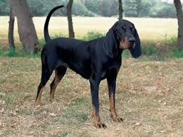 Black And Tan Coonhound For Sale In Michigan Black And Tan Coonhound Pictures Information Training Grooming And Puppies Hound Dog Breeds Coonhound Coonhound Puppy