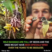 Humans and bananas share 60% of their DNA