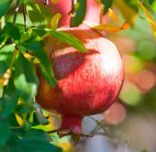 Check spelling or type a new query. Wonderful Pomegranate Tree Ison S Nursery Vineyard