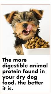 All dry dog foods need preservatives to prevent the fat from becoming rancid. The Best Worst Dry Dog Foods Springtime Supplements