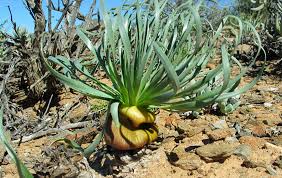 Image result for Gethyllis