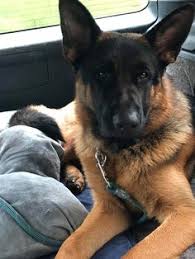 Purebred german shepherd puppies from kolenda kennels. 200 Petfinder Ideas German Shepherd Dogs German Shepherd Dogs