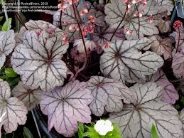 Plantfiles Pictures Heuchera Alum Root Alumroot Coral Bells Coralbells Sugar Plum Heuchera By Rosinabloom It looks good beside plants with. heuchera alum root alumroot coral
