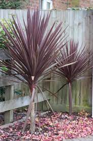 Cordyline Australis Red Star Google Search Rasteniya Ogorod