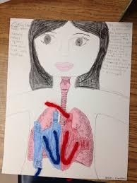 Pin By Christine Quarles On Pinterest Ideas In My Classroom Biology Projects Fourth Grade Science Body Systems Project