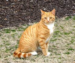 This list presents the most popular of 1119 names for male cats and kittens for each letter of the latin alphabet. How Do You Name Your Cats Catster