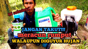 Seorang abah daripada 4 org anak dan bekerja sendiri sebagai pemotong rumput. Meracun Rumput In English