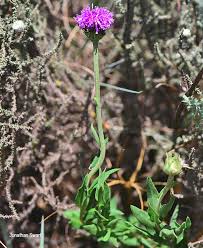 Image result for Vernonia galpinii