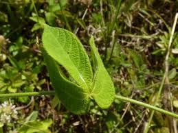 Image result for Dalechampia