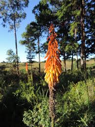 Image result for Kniphofia princeae