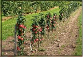 ‫قیم گیاه، حامی و تکیه گاهی برای گیاهان‬‎