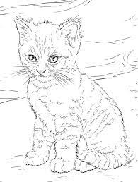 20 Cute Kitten Coloring Pages Printable Coloring Sheet In 2020 Cat Coloring Page Coloring Pages Planet Coloring Pages
