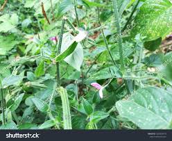 Image result for Dicliptera paniculata