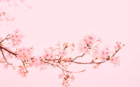 Download hd wallpapers for free on unsplash. Pink Flowers At Bloom Imac Wallpaper Download Allmacwallpaper