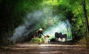 Quê hương mộc mạc thân thương đậm đà http://bit.ly/2VJtljZ Chẳng đâu bằng ở quê  hương Cò bay thẳng cánh khói vương sớm chiều Thên… | Hình ảnh, Việt nam,  Phong cảnh
