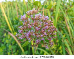 Image result for Pluchea dioscoridis