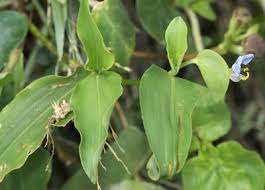 Image result for Commelina petersii