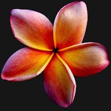 Frangipani Flower Orange Pink Macro Tropical Flash Plants Beauty Frangipani Plumeria Plants