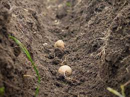 Auch dauerregen ist kein guter start für die kartoffeln, der boden darf gleich zu beginn nicht zu feucht sein. Die Erdapfel Werden Gesetzt Friedrichs Gartenjahr Aussaen Pflanzen Giessen Und Geniessen
