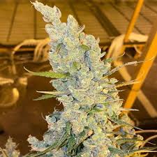Image result for Silver Haze 1968 Imperial