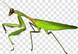 Northern praying mantis kung fu teachers have, with each successive generation, added to the development of the system. European Mantis Grasshopper Insect Kung Fu Panda Arthropod Creative Grass Transparent Png