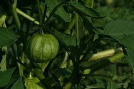 Grow tomatillos in a container as you would a tomato; A Handy Guide To Growing Tomatillos In Your Garden Garden And Happy