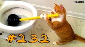 Koshki 2019 Smeshnye Koty Prikoly S Kotami Do Slez Smeshnye Koshki 2019 Funny Cats Youtube