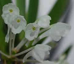 Image result for Podangis dactyloceras