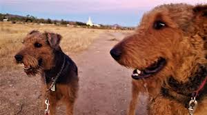Be confident you are getting the best puppy. Airedale Terriers