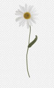 Chamomile tea is a popular beverage that also offers a variety of health benefits. Common Daisy Oxeye Daisy Plant Stem Chamomile Television Spanish Chamomile Png Pngwing