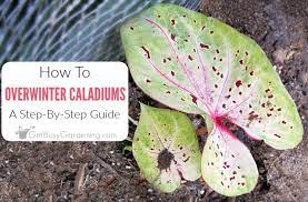Caladiums grow from tubers and can be propagated by dividing the tubers. How To Overwinter Caladium Bulbs Winter Care Tips