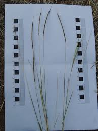 Image result for Sehima