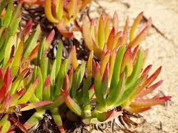 Image result for Carpobrotus