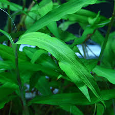 Image result for Floscopa sp.no.1