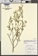 Image result for Aerva leucura