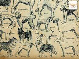 Dog Breeds Chart Vintage Digital Image A4 Size 300 Dpi Jpeg Pdf Format Instant Download