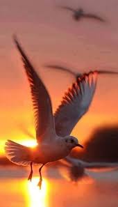 Pin By Meav Roopertstein On Summer Splash Beautiful Birds Animals Beautiful Sunrise