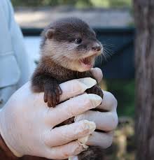 Is the asian small clawed otter on cites appendix 2? Oriental Small Clawed Otter Archives Animal Fact Guide