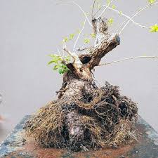 Image result for Premna mooiensis