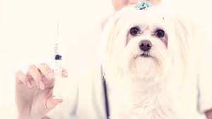 In some cases, you can even get free dog shots. The Pros And Cons Of Heartworm Shots Petcarerx