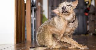 Seasonal Vs Chronic Itch In Dogs Zoetis Petcare