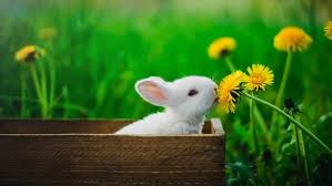 Dandelions also happen to be both delicious and. Can Rabbits Eat Dandelion We Re All About Pets