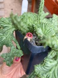 Image result for Huernia procumbens